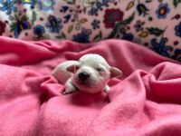 dziewczynka - 1 tydzień